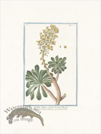 Bonelli 402 Desert Horsepurslane